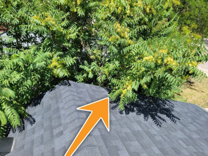 Overhanging Roof  - Vegetation